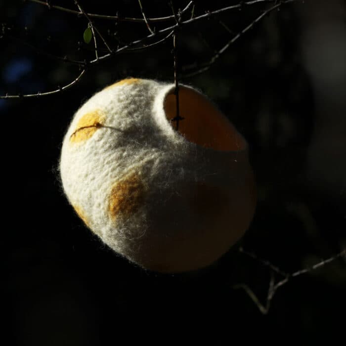 Cyttaria hariotis
